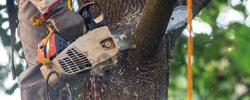 How Our Tree Care Process Works  in  Rosemont, CA