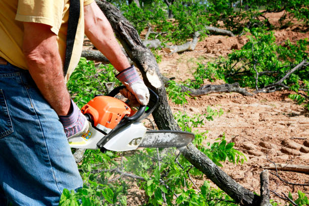 Lawn Drainage Solutions in Rosemont, CA